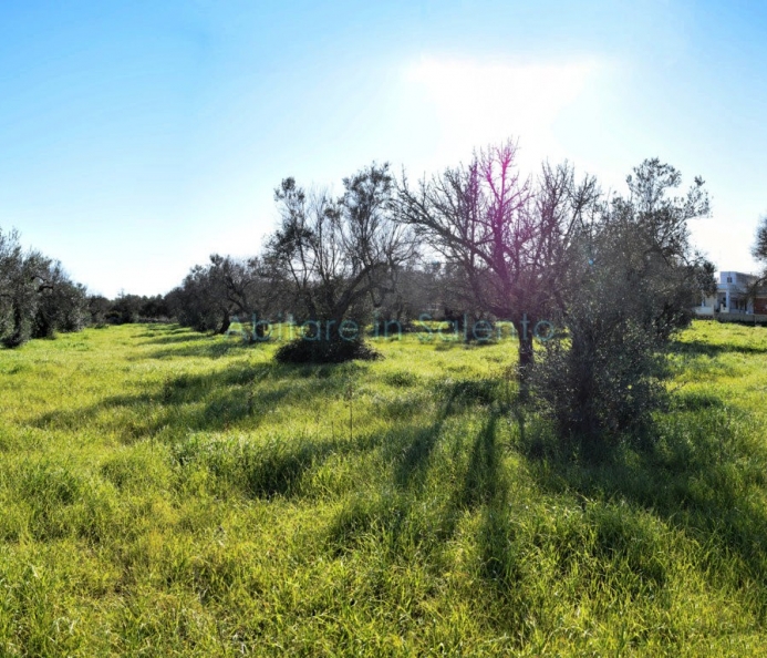 Terreno Agricolo - Uliveto 