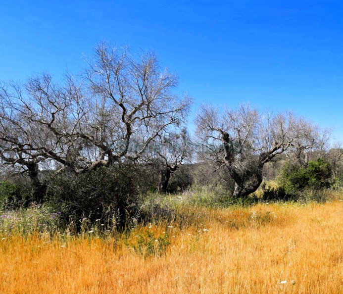 Terreno Agricolo