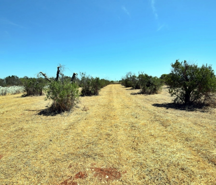 Terreno Agricolo Vicino al Mare