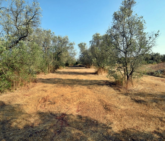 Terreno Agricolo in Zona Industriale