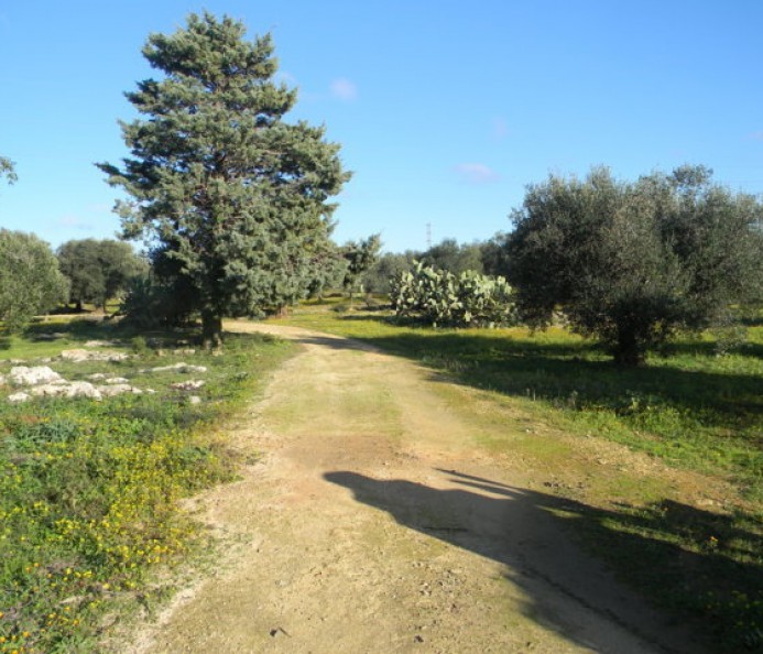 Terreno Agricolo 